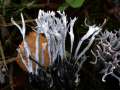 Xylaria hypoxylon - Geweihfrmige Holzkeule - Hdingen