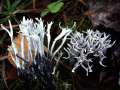 Xylaria hypoxylon - Geweihfrmige Holzkeule - Hdingen
