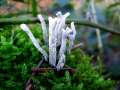 Xylaria hypoxylon - Geweihfrmige Holzkeule - Hdingen