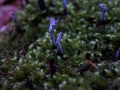 Xylaria hypoxylon - Geweihfrmige Holzkeule - Weferlingen