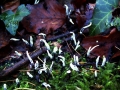 Xylaria hypoxylon - Geweihfrmige Holzkeule - Weferlingen