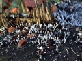 Xylaria hypoxylon - Geweihfrmige Holzkeule - Weferlingen