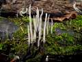 Xylaria longipes - Langstielige Holzkeule - Weferlingen